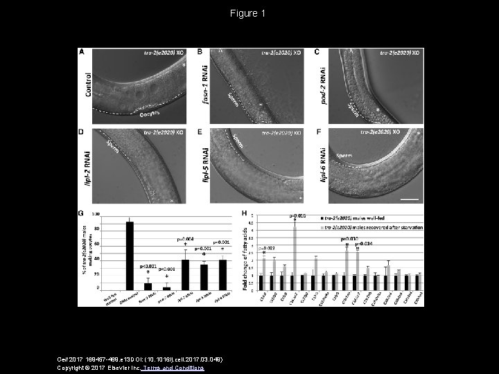 Figure 1 Cell 2017 169457 -469. e 13 DOI: (10. 1016/j. cell. 2017. 03.