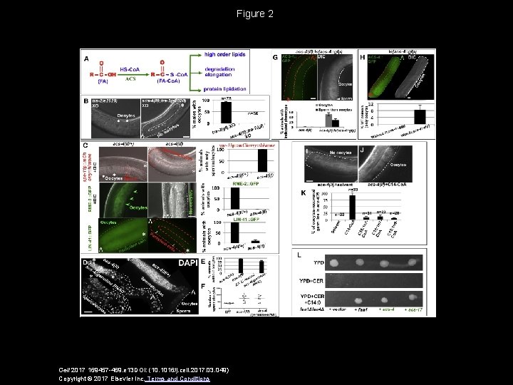 Figure 2 Cell 2017 169457 -469. e 13 DOI: (10. 1016/j. cell. 2017. 03.
