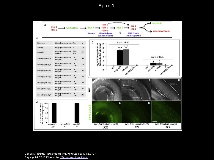 Figure 5 Cell 2017 169457 -469. e 13 DOI: (10. 1016/j. cell. 2017. 03.