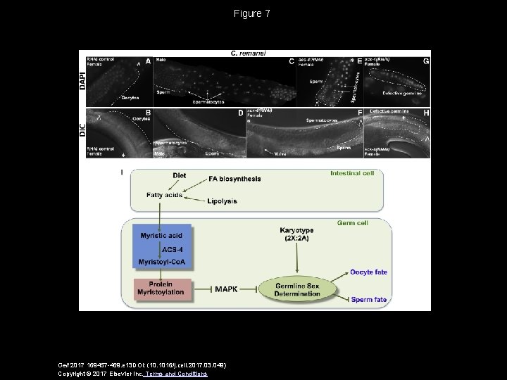 Figure 7 Cell 2017 169457 -469. e 13 DOI: (10. 1016/j. cell. 2017. 03.