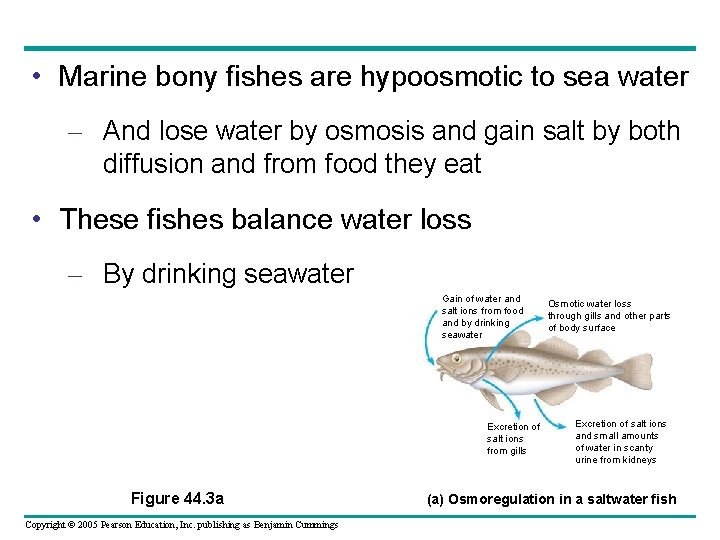  • Marine bony fishes are hypoosmotic to sea water – And lose water