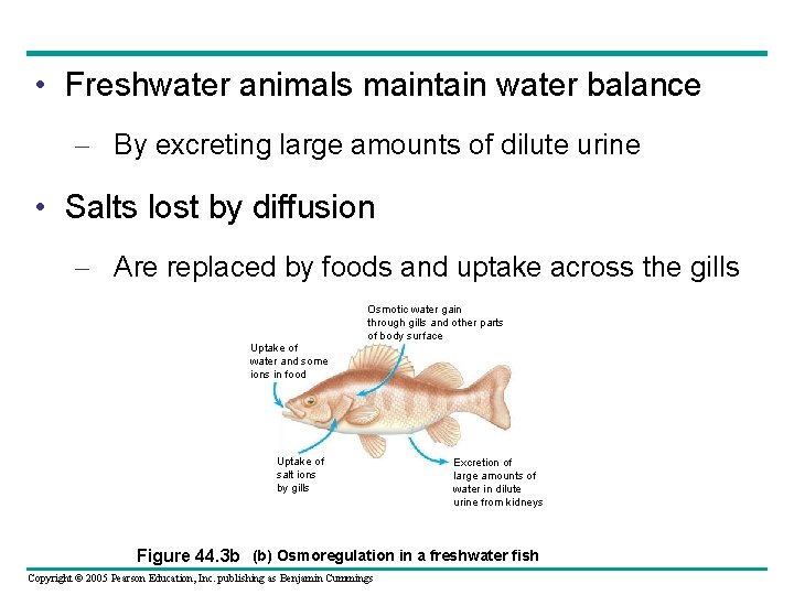  • Freshwater animals maintain water balance – By excreting large amounts of dilute