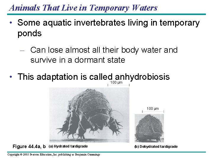 Animals That Live in Temporary Waters • Some aquatic invertebrates living in temporary ponds