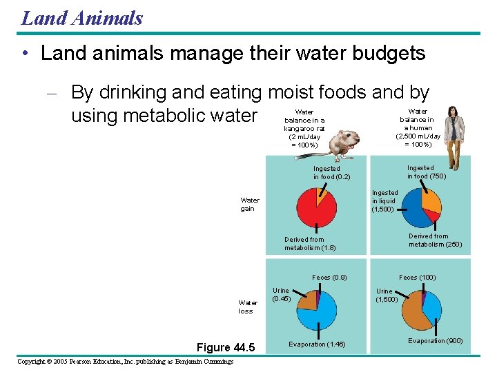 Land Animals • Land animals manage their water budgets – By drinking and eating