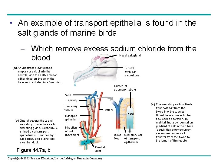  • An example of transport epithelia is found in the salt glands of