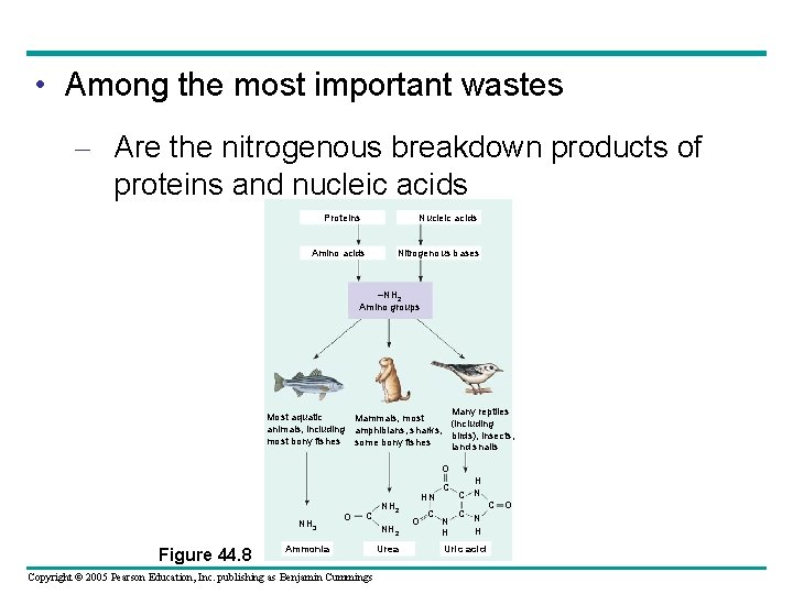  • Among the most important wastes – Are the nitrogenous breakdown products of