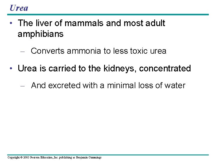 Urea • The liver of mammals and most adult amphibians – Converts ammonia to