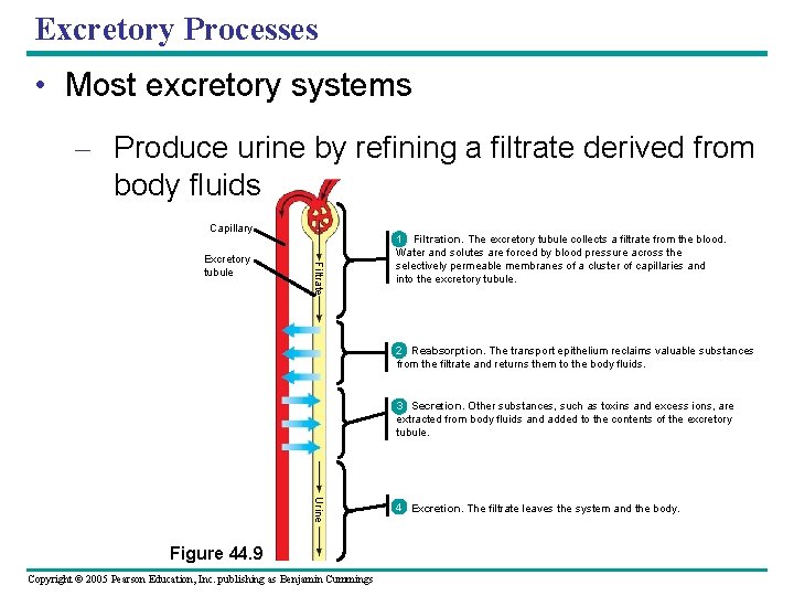 Excretory Processes • Most excretory systems – Produce urine by refining a filtrate derived