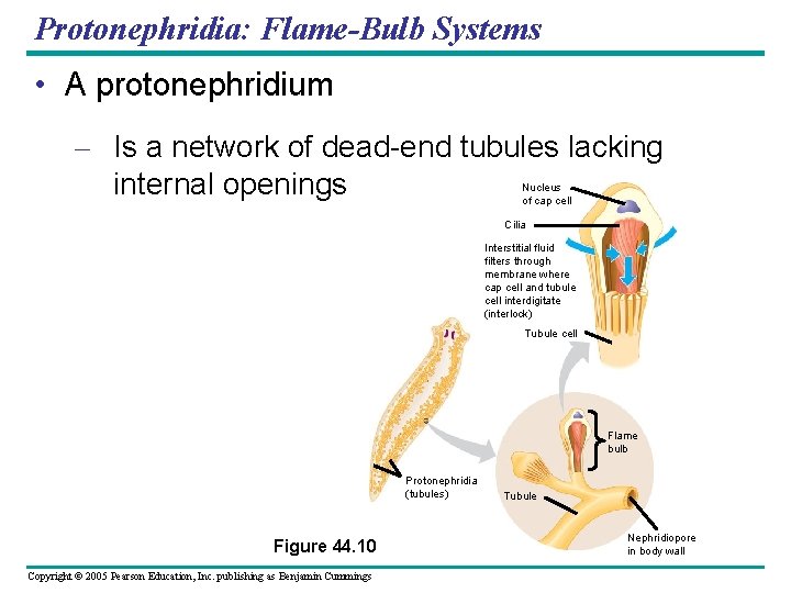 Protonephridia: Flame-Bulb Systems • A protonephridium – Is a network of dead-end tubules lacking
