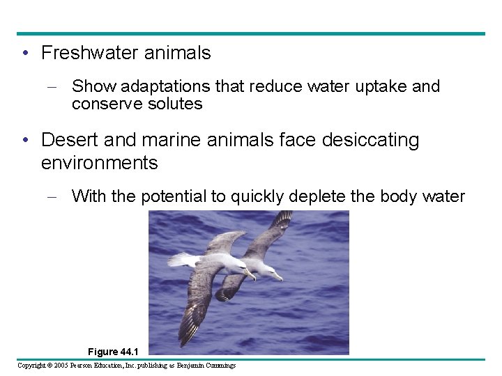  • Freshwater animals – Show adaptations that reduce water uptake and conserve solutes