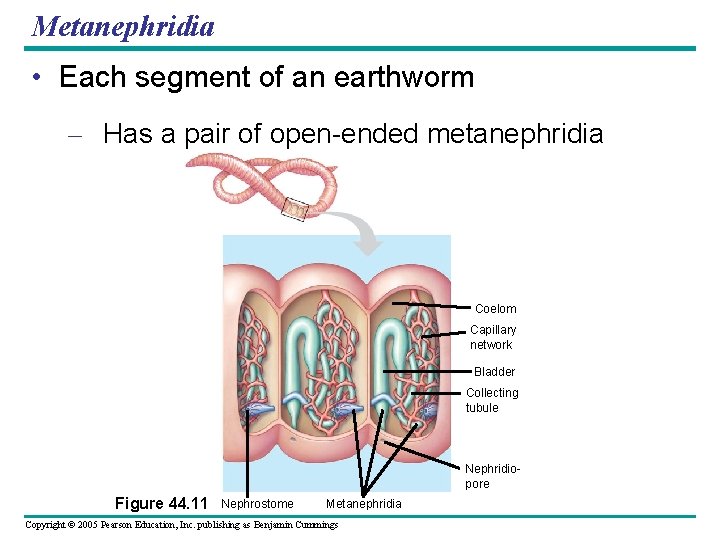 Metanephridia • Each segment of an earthworm – Has a pair of open-ended metanephridia