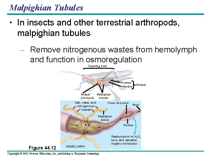 Malpighian Tubules • In insects and other terrestrial arthropods, malpighian tubules – Remove nitrogenous