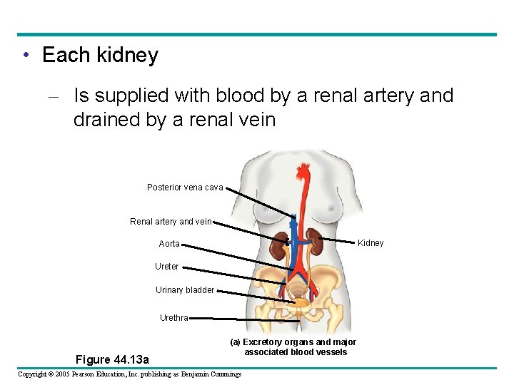  • Each kidney – Is supplied with blood by a renal artery and