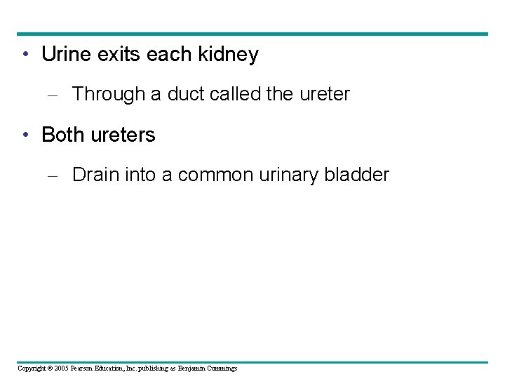  • Urine exits each kidney – Through a duct called the ureter •