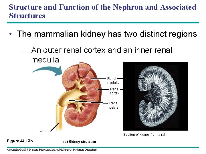 Structure and Function of the Nephron and Associated Structures • The mammalian kidney has