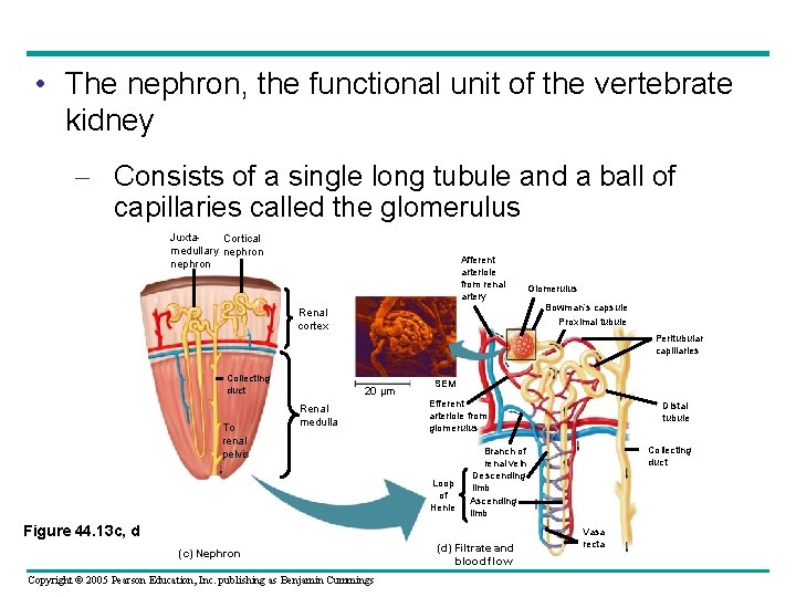  • The nephron, the functional unit of the vertebrate kidney – Consists of