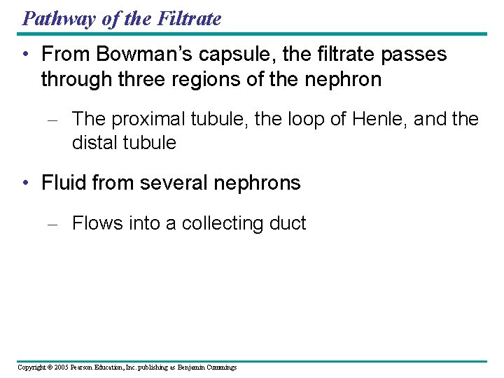 Pathway of the Filtrate • From Bowman’s capsule, the filtrate passes through three regions