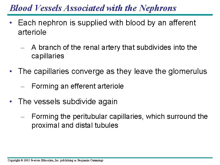 Blood Vessels Associated with the Nephrons • Each nephron is supplied with blood by