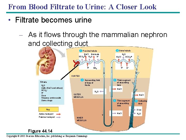 From Blood Filtrate to Urine: A Closer Look • Filtrate becomes urine – As