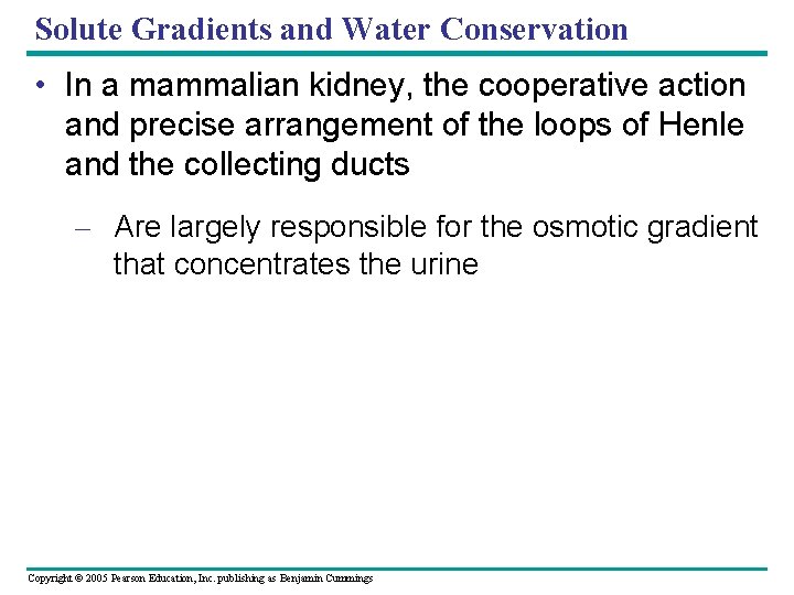 Solute Gradients and Water Conservation • In a mammalian kidney, the cooperative action and