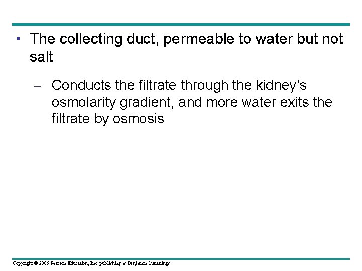  • The collecting duct, permeable to water but not salt – Conducts the