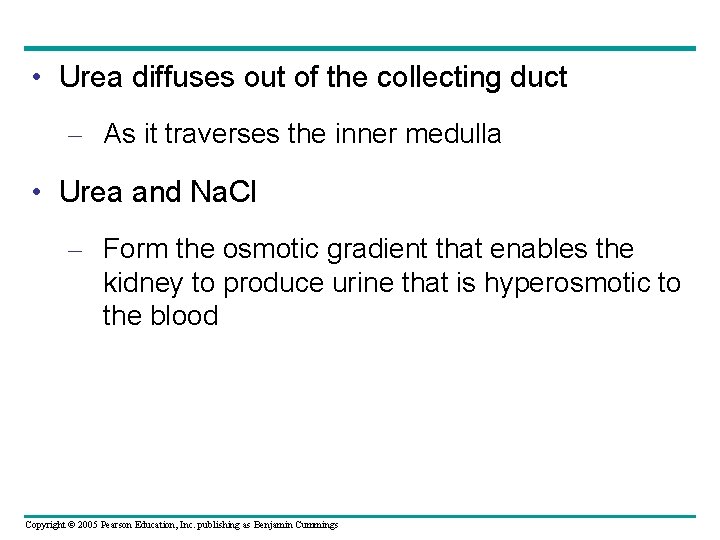  • Urea diffuses out of the collecting duct – As it traverses the