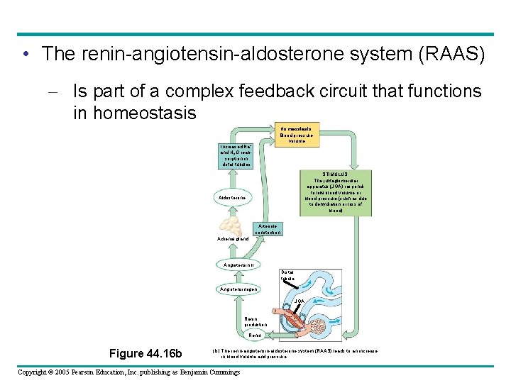  • The renin-angiotensin-aldosterone system (RAAS) – Is part of a complex feedback circuit