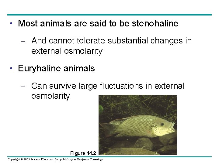  • Most animals are said to be stenohaline – And cannot tolerate substantial