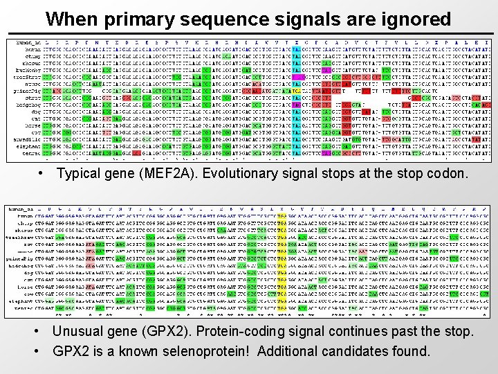When primary sequence signals are ignored • Typical gene (MEF 2 A). Evolutionary signal