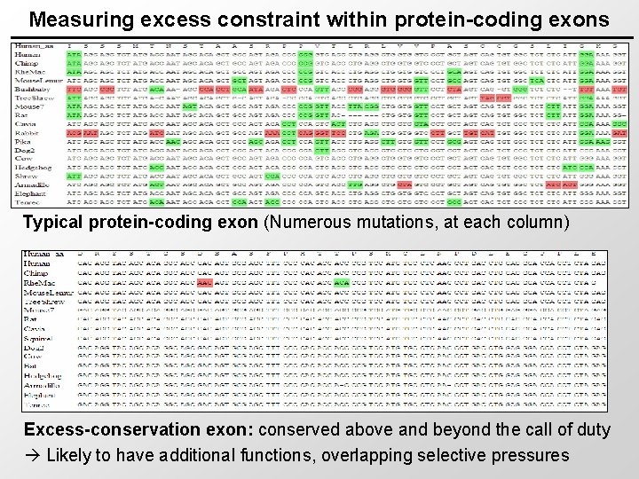 Measuring excess constraint within protein-coding exons Typical protein-coding exon (Numerous mutations, at each column)