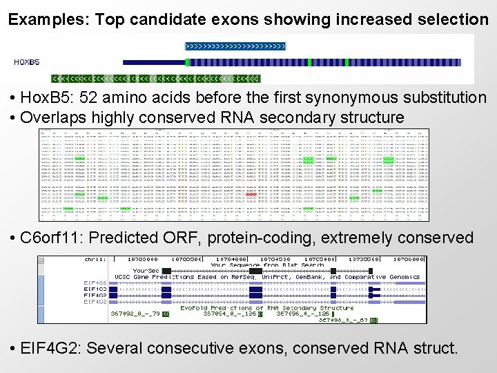 Examples: Top candidate exons showing increased selection • Hox. B 5: 52 amino acids