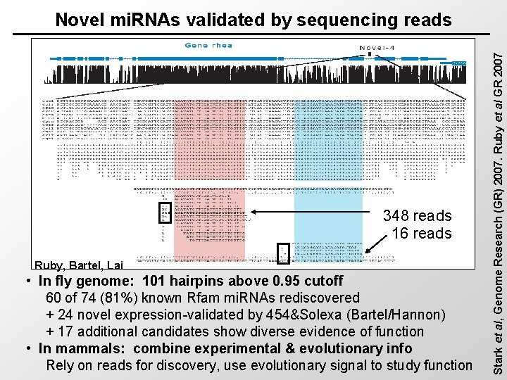 348 reads 16 reads Ruby, Bartel, Lai • In fly genome: 101 hairpins above