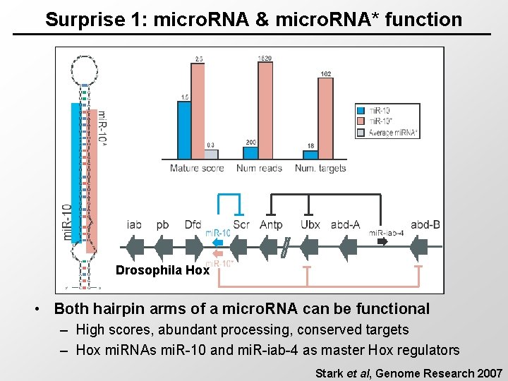 Surprise 1: micro. RNA & micro. RNA* function Drosophila Hox • Both hairpin arms