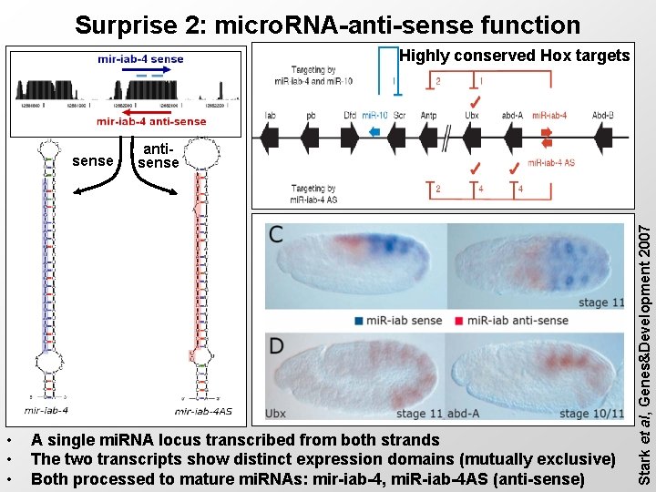 Surprise 2: micro. RNA-anti-sense function Highly conserved Hox targets • • • antisense A