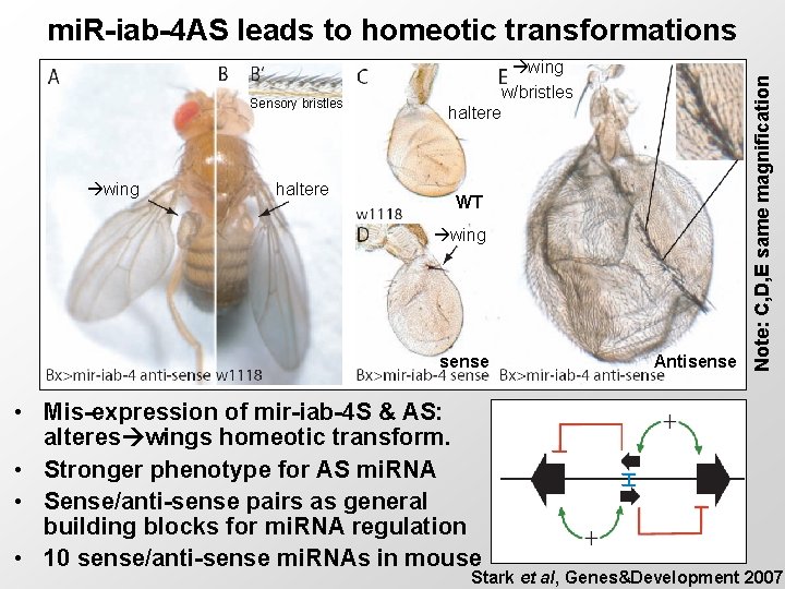 Sensory bristles wing haltere wing w/bristles haltere WT wing sense • Mis-expression of mir-iab-4