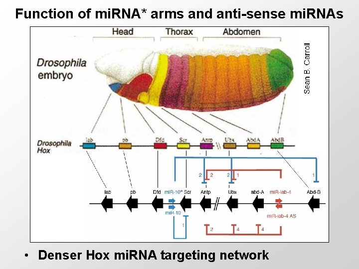 Function of mi. RNA* arms and anti-sense mi. RNAs • Denser Hox mi. RNA