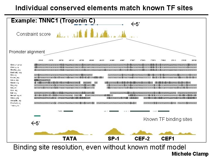 Individual conserved elements match known TF sites Example: TNNC 1 (Troponin C) 5’ Constraint