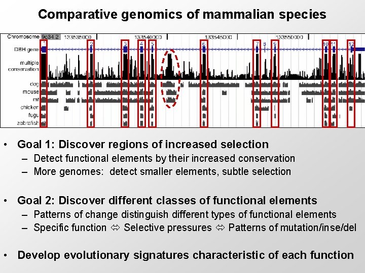 Comparative genomics of mammalian species • Goal 1: Discover regions of increased selection –