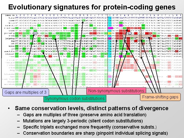 Evolutionary signatures for protein-coding genes Non-synonymous substitutions Gaps are multiples of 3 Frame-shifting gaps