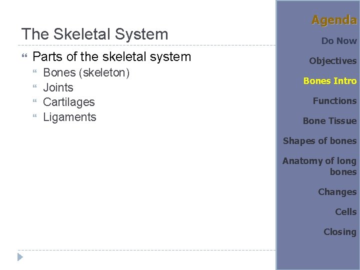 The Skeletal System Parts of the skeletal system Bones (skeleton) Joints Cartilages Ligaments Agenda