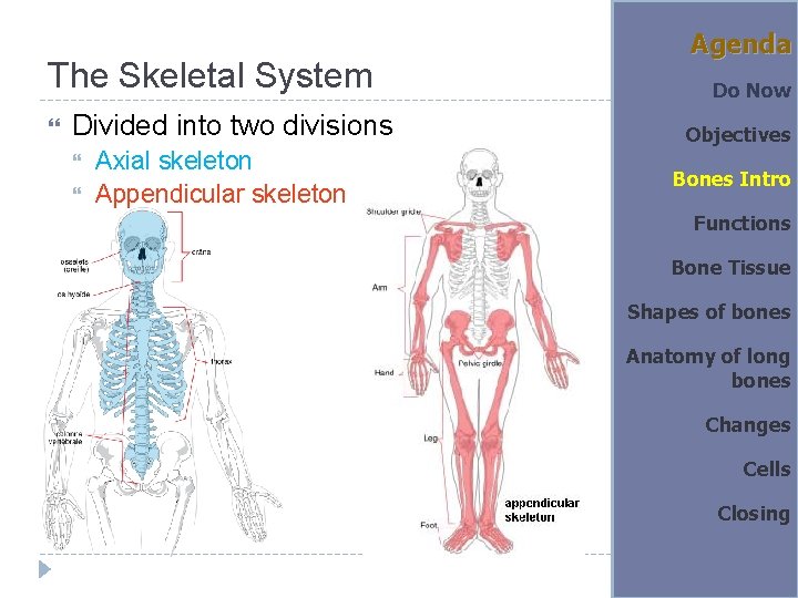 The Skeletal System Divided into two divisions Axial skeleton Appendicular skeleton Agenda Do Now