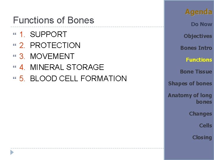 Functions of Bones 1. SUPPORT 2. PROTECTION 3. MOVEMENT 4. MINERAL STORAGE 5. BLOOD