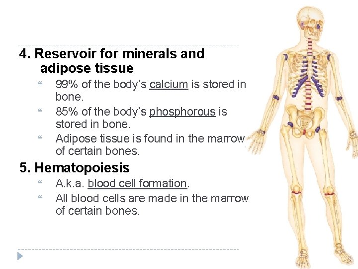 4. Reservoir for minerals and adipose tissue 99% of the body’s calcium is stored