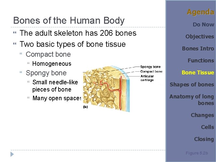 Bones of the Human Body The adult skeleton has 206 bones Two basic types