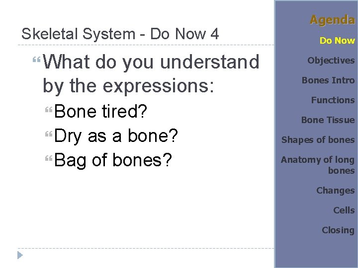 Skeletal System - Do Now 4 What do you understand by the expressions: Bone