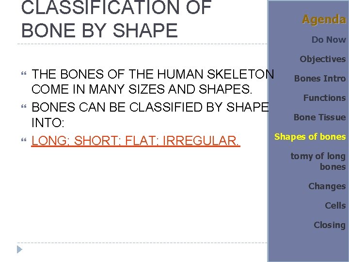 CLASSIFICATION OF BONE BY SHAPE Agenda Do Now Objectives THE BONES OF THE HUMAN