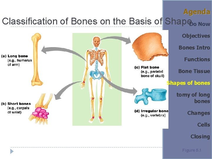 Agenda Classification of Bones on the Basis of Shape. Do Now Objectives Bones Intro