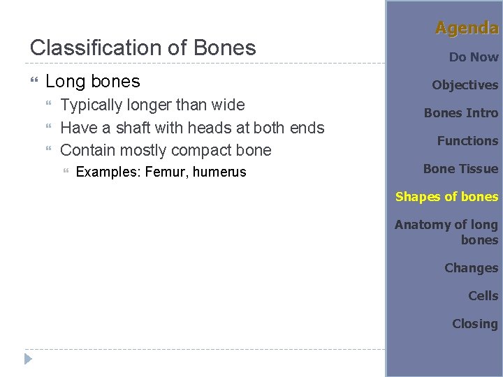 Classification of Bones Long bones Typically longer than wide Have a shaft with heads