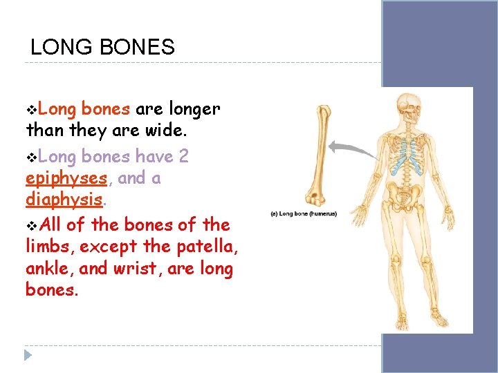 LONG BONES v. Long bones are longer than they are wide. v. Long bones