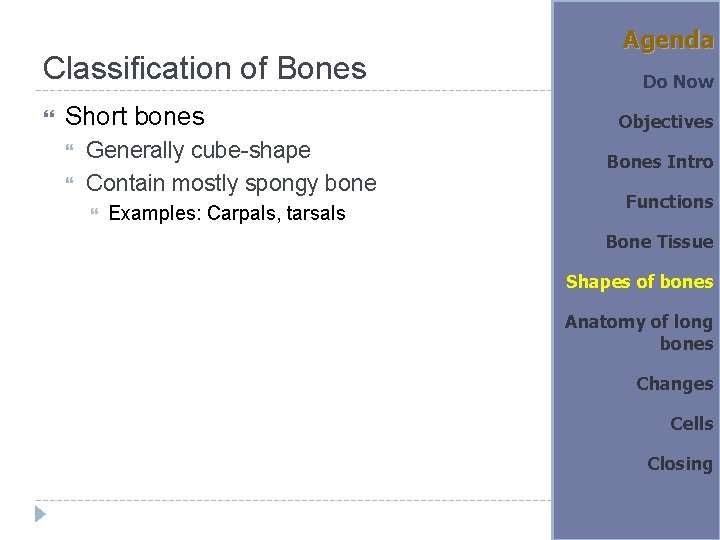 Classification of Bones Short bones Generally cube-shape Contain mostly spongy bone Examples: Carpals, tarsals